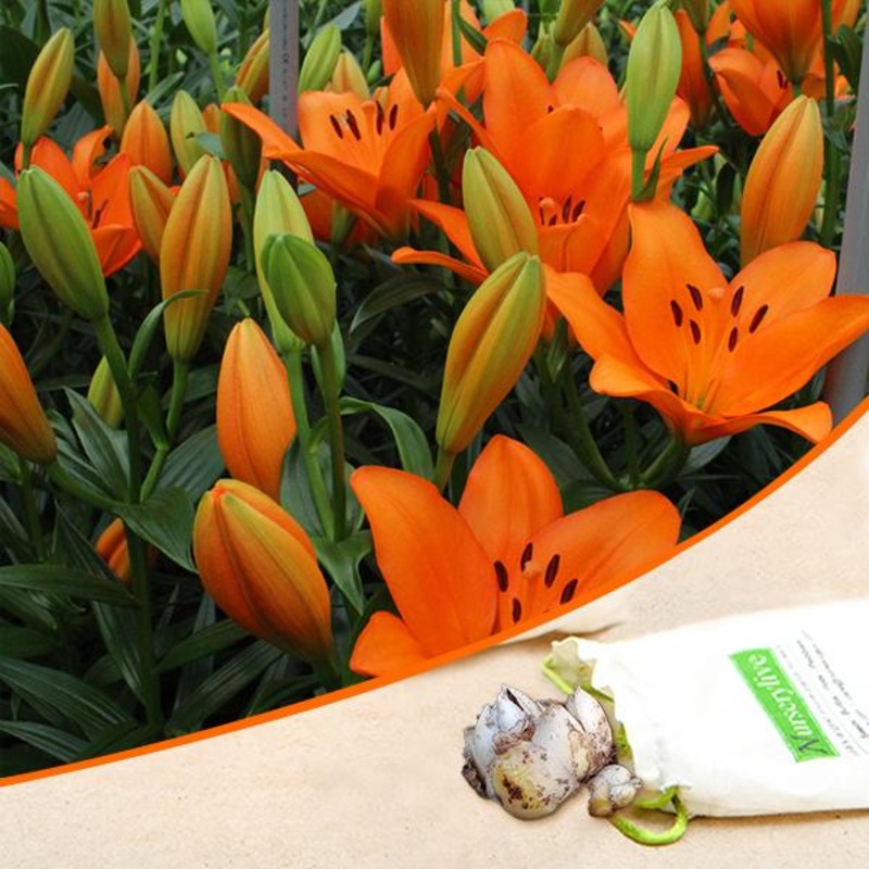 Asiatic Lily, Amiga Lily (Orange) – Bulbs (set of 5)