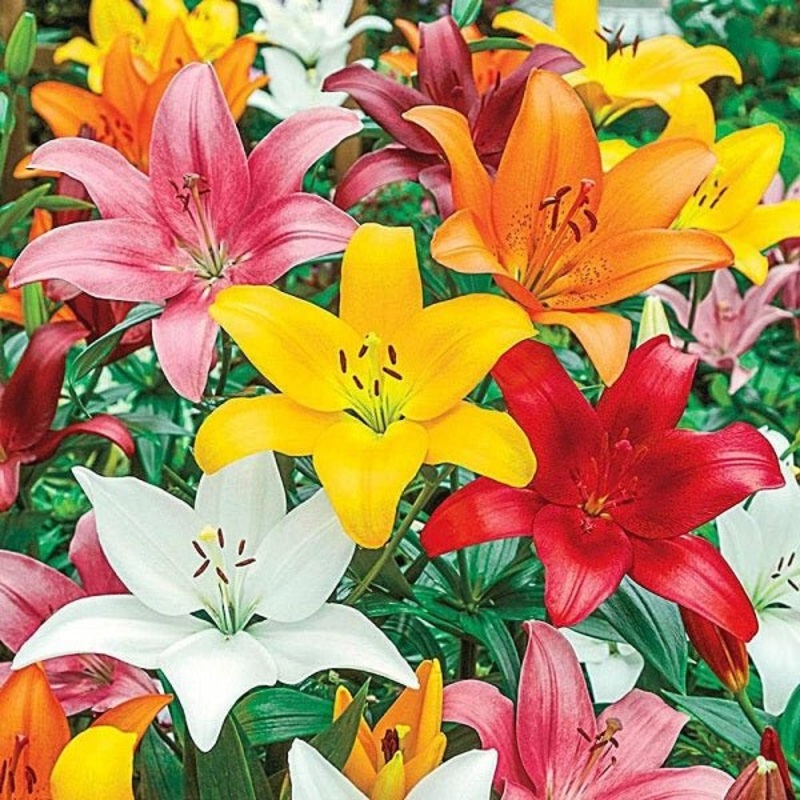 Asiatic Lily (Random Color) – Bulbs
