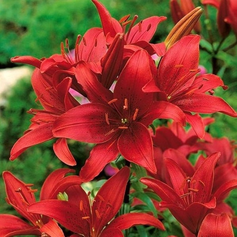 Asiatic Lily (Red) – Bulbs|Set of 3|Set of 5