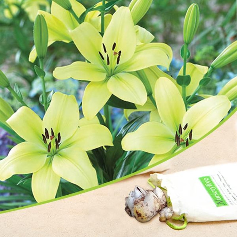 Asiatic Lily, Trebbiano Longiflorum (Soft Yellow) – Bulbs (set of 5)