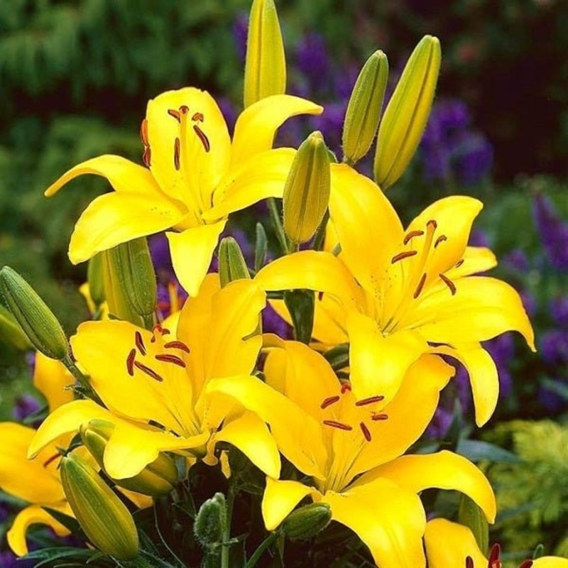 Asiatic Lily (Yellow) – Bulbs|Set of 3|Set of 5
