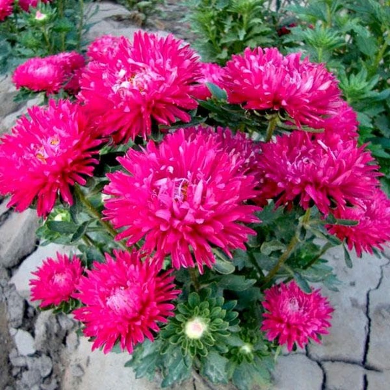 Aster (Pink) – Plant