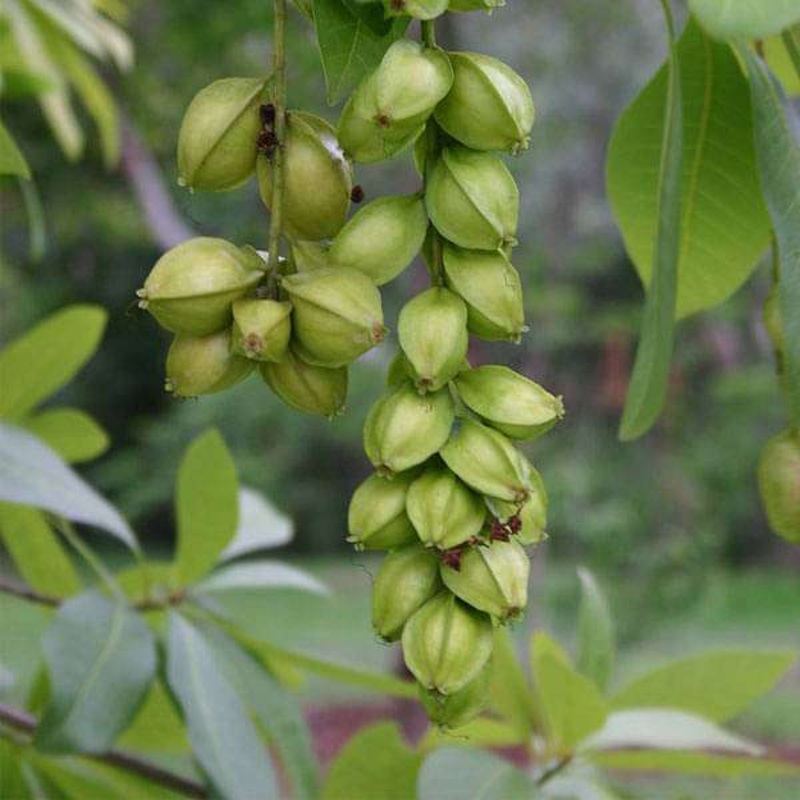 Barringtonia Acutangula, Samundarphal, Indian Oak – 0.5 kg Seeds