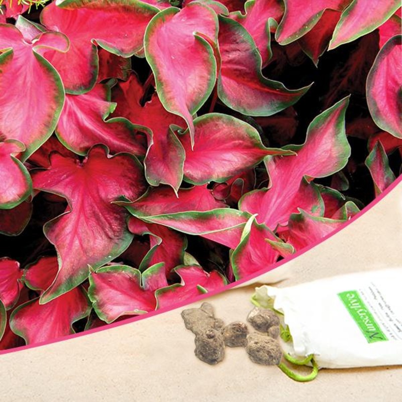 Caladium (Dark Red, Wine Color, Green Lime) – Bulbs (set of 10)