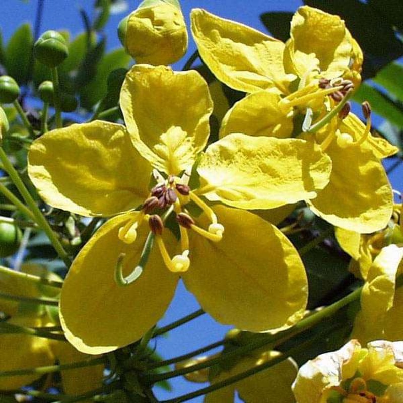 Cassia Absus – 0.5 kg Seeds