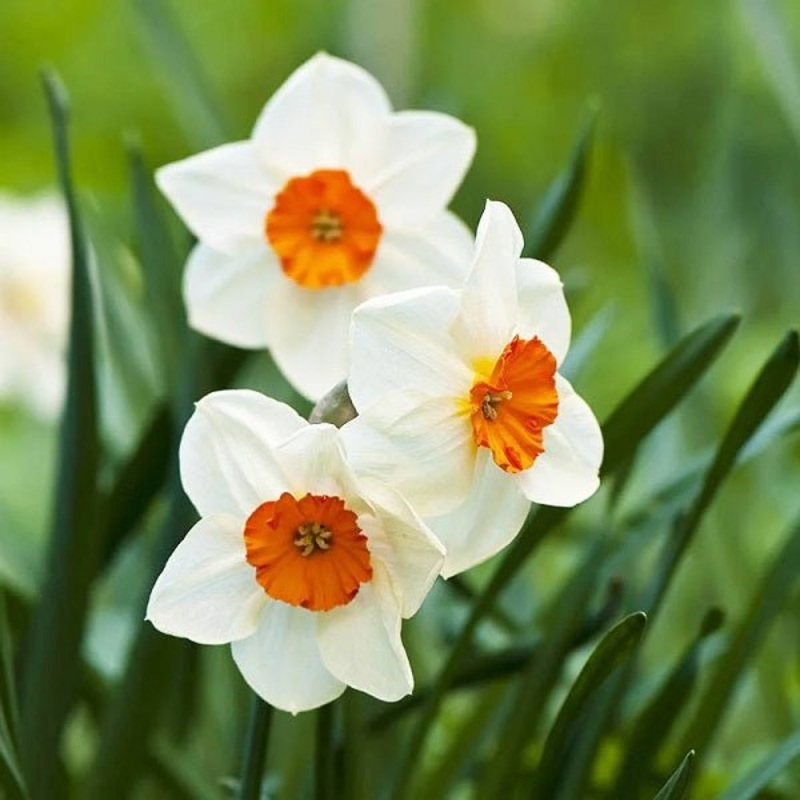 Daffodil Barret Browning (White) – Bulbs