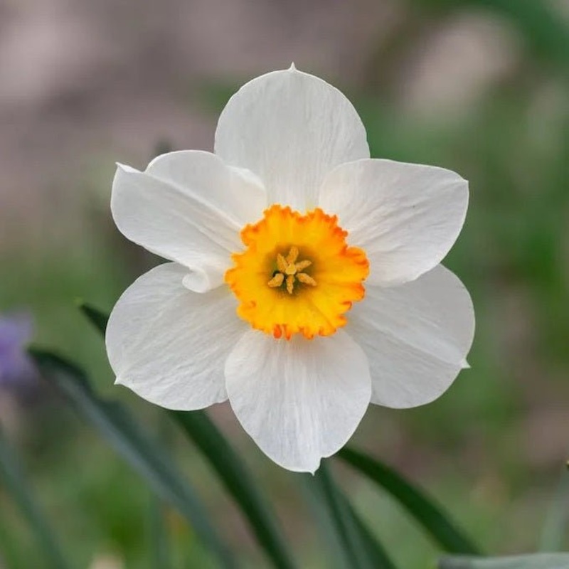 Daffodil Cool Flame (White, Yellow) – Bulbs