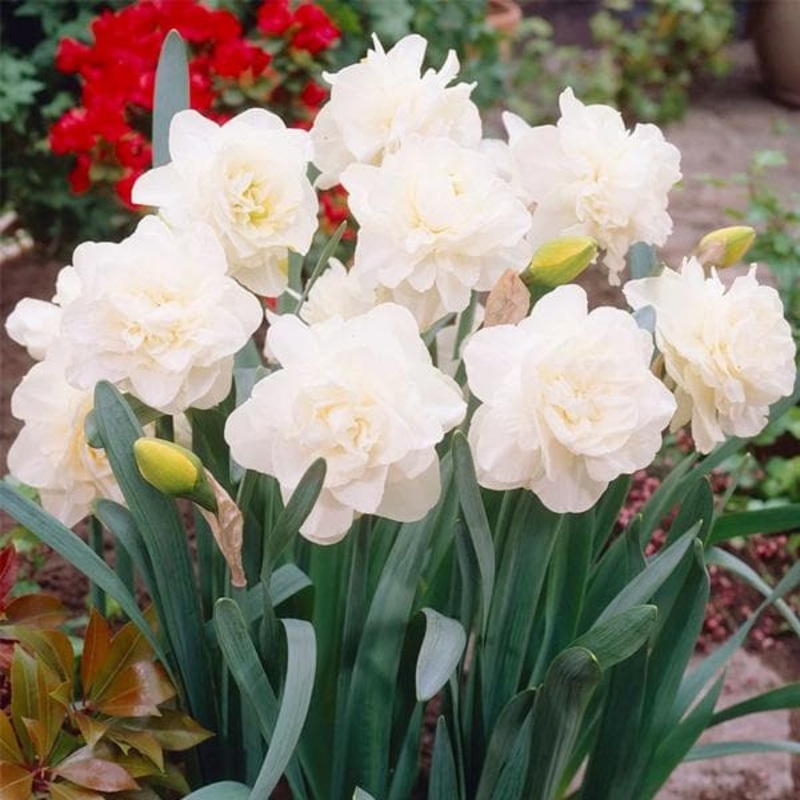 Daffodil Obdam (White) – Bulbs (set of 5)