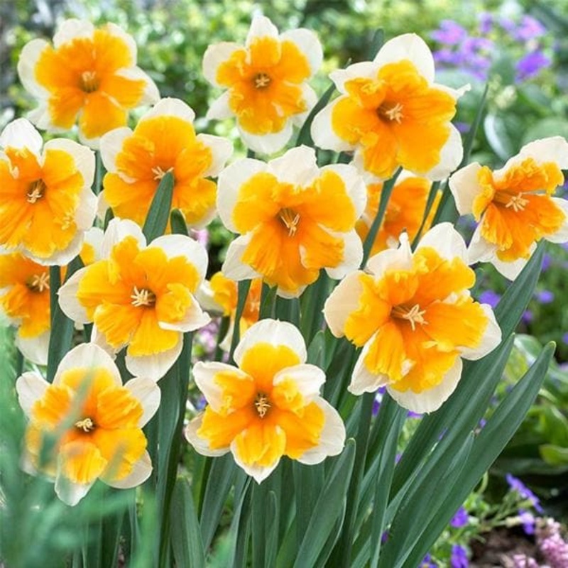 Daffodil Orangery (White, Yellow) – Bulbs (set of 5)