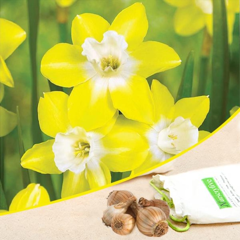 Daffodil Pipit Intrigue (Yellow) – Bulbs (set of 5)