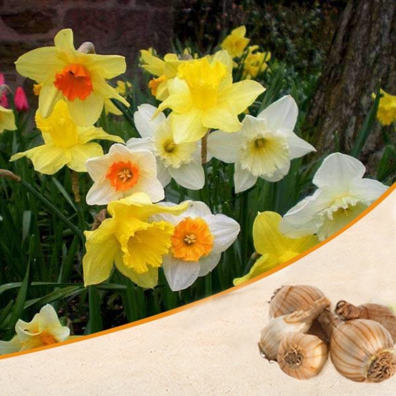 Daffodil (Random Color) – Bulbs