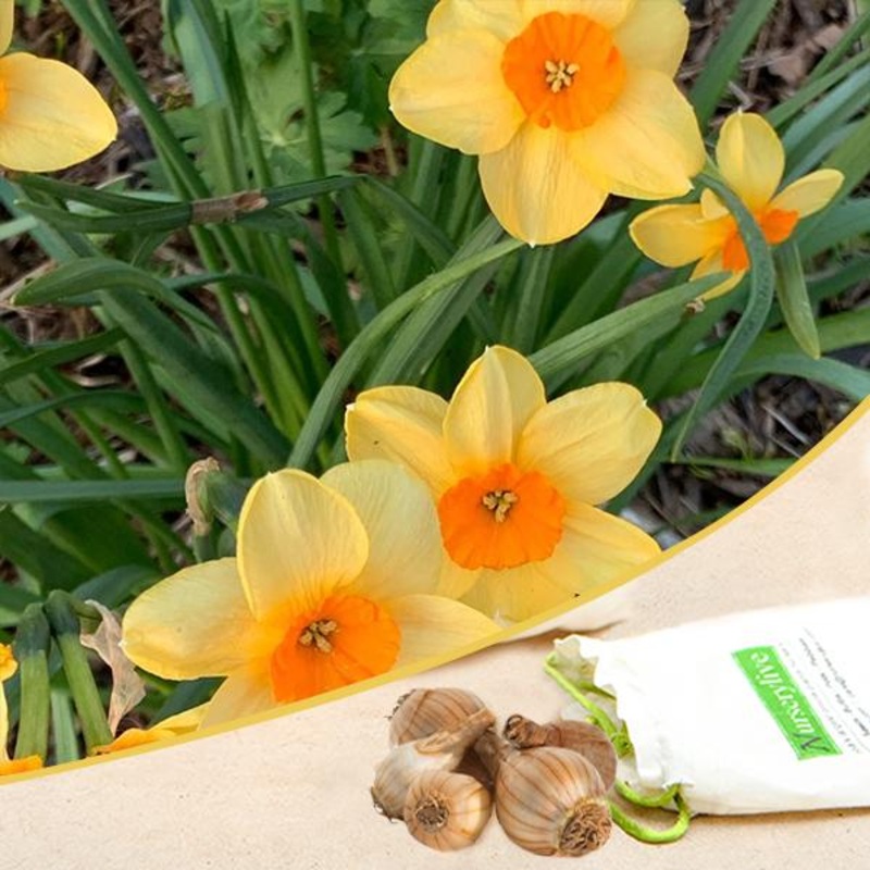 Daffodil Romaine (Yellow, Orange) – Bulbs (set of 5)