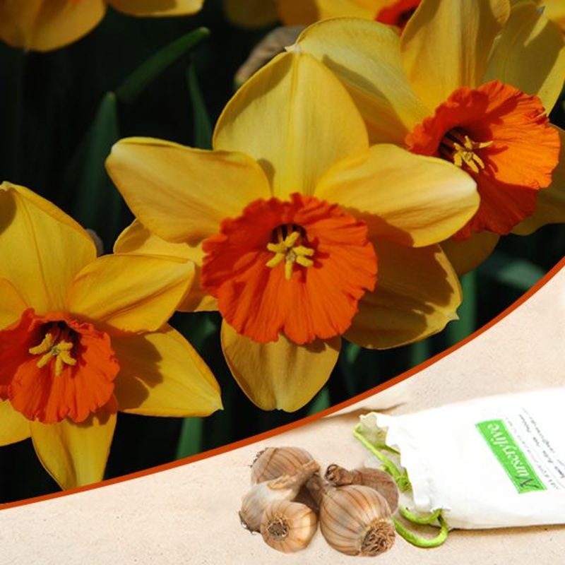 Daffodil Scarlet Gem (Yellow) – Bulbs (set of 5)