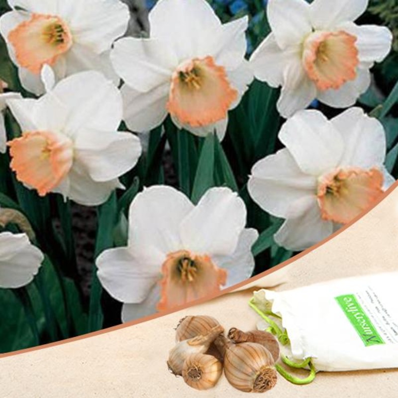 Daffodil Spring Pride, Salome (White, Orange) – Bulbs (set of 5)