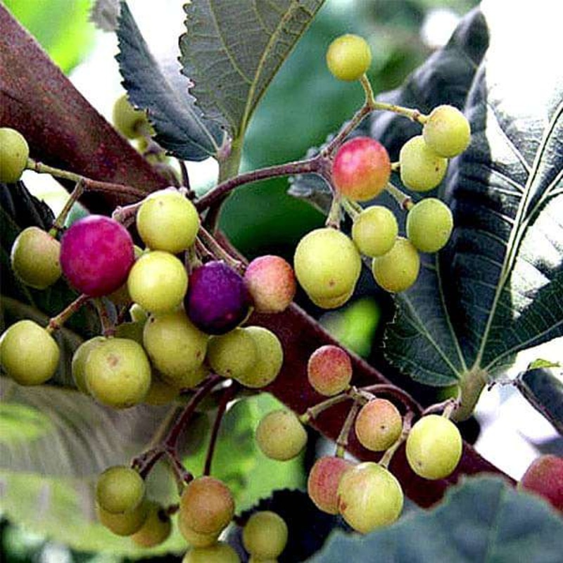 Grewia Asiatica, Phalsa, Falsa – 0.5 kg Seeds