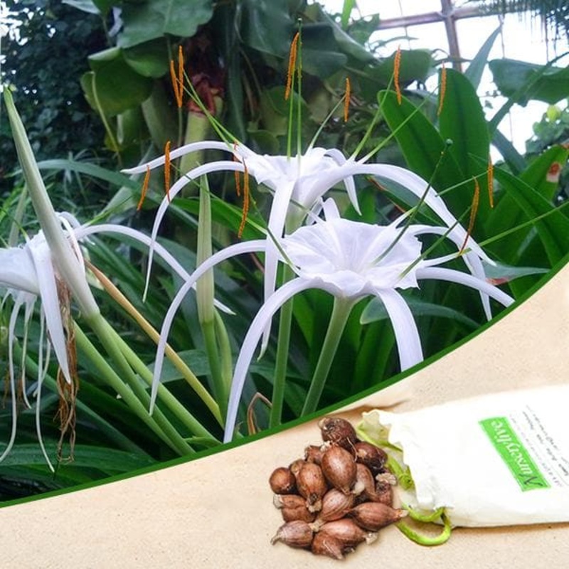 Hymenocallis Speciosa, Green-tinge spiderlily – Bulbs (set of 5)
