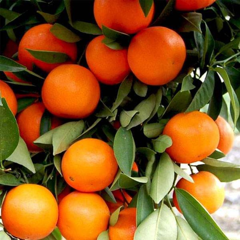 Kinnow, Citrus – 0.5 kg Seeds