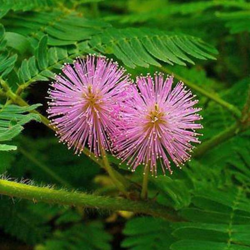 Mimosa, Touch Me Not – Flower Seeds