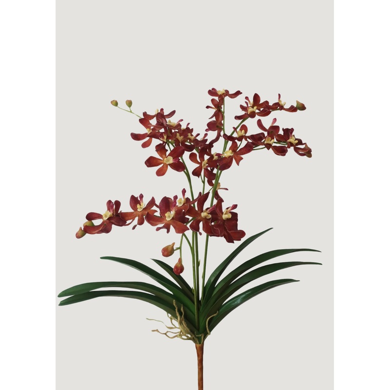 Mocha Brown Faux Blooming Vanda Orchid Plant – 25