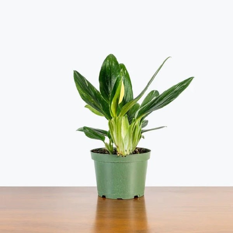 Monstera standleyana – Plant