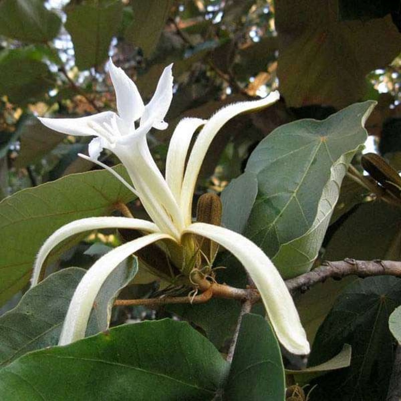 Muchkund, Karnikar – Plant