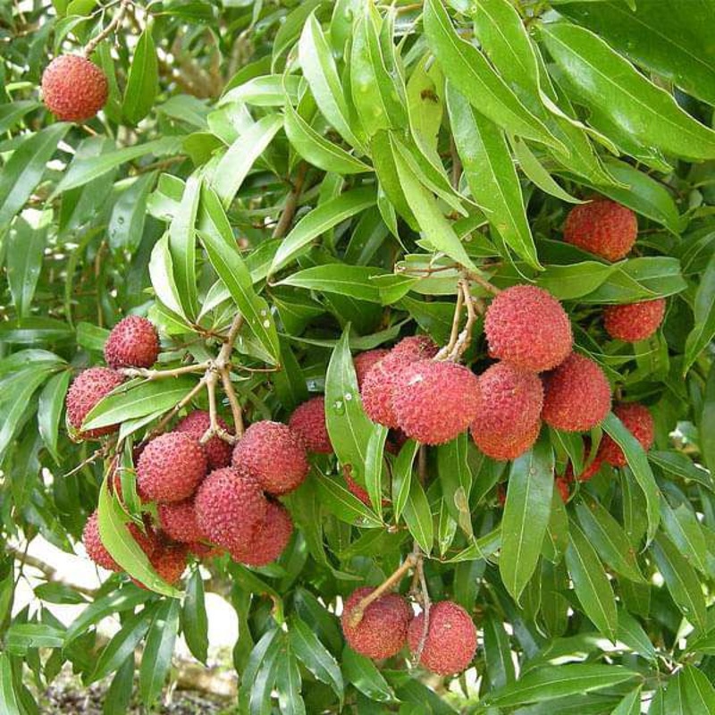 Nephelium Litchi – 0.5 kg Seeds