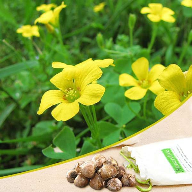Oxalis (Yellow) – Bulbs – Seeds (set of 10)