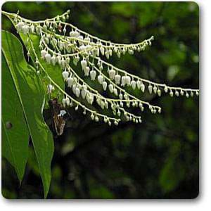 Oxydendrum arboreum – Plant