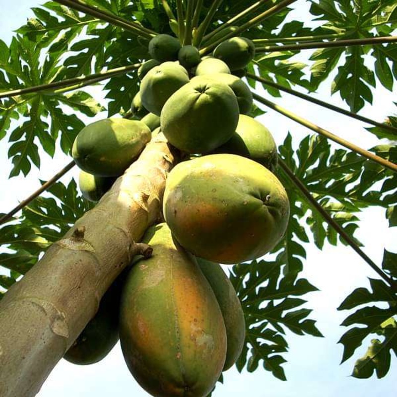 Papaya, Papita ( Grown through seeds ) – Plant