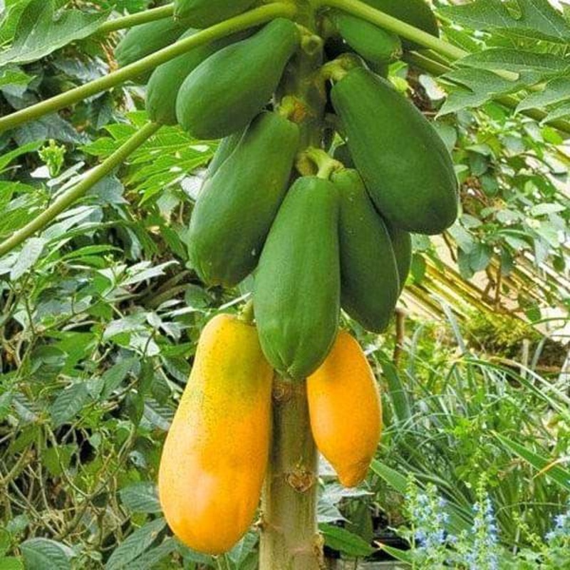 Papaya Shah Nanah – Fruit Seeds