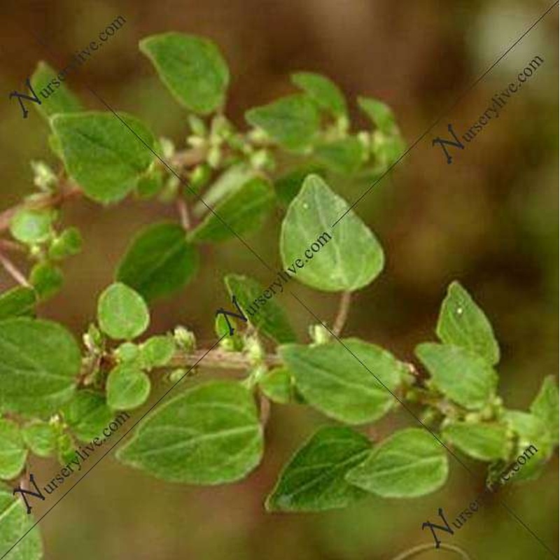 Pellitory – Plant