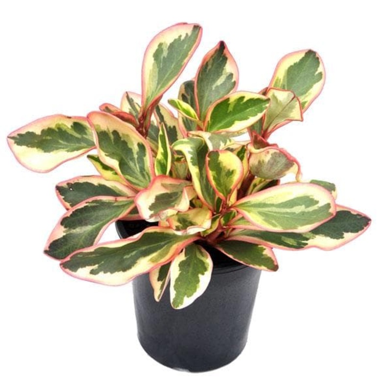 Peperomia Clusiifolia – Plant