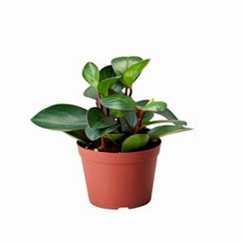 Peperomia orba – Succulent Plant