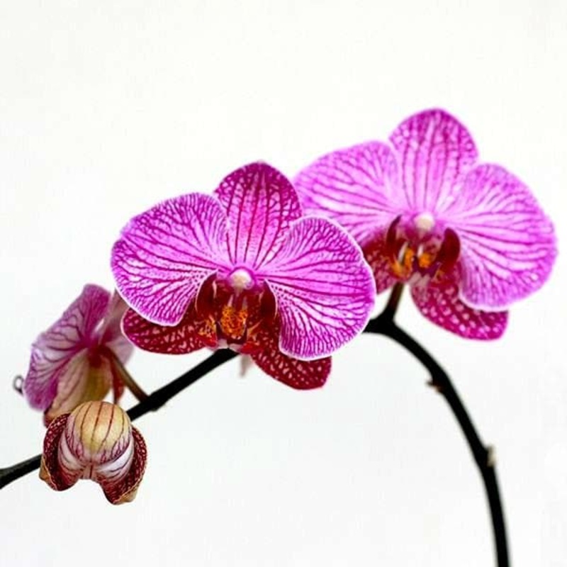 Phalaenopsis Mansion FF Orchid (White and Purple) – Plant