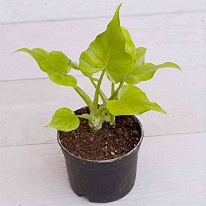 Philodendron selloum (Golden) – Plant