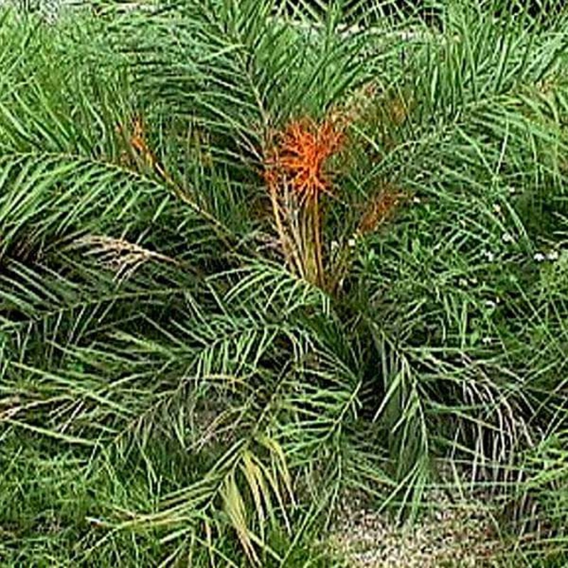 Phoenix Acaulis, Dwarf Date Palm – 0.5 kg Seeds