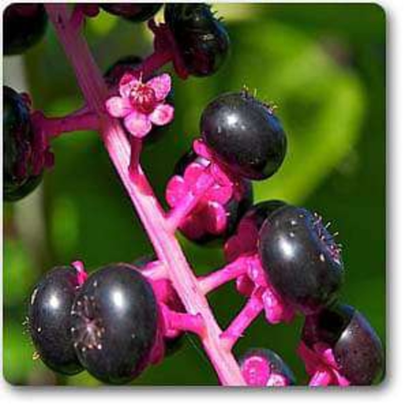 Phytolacca americana – Plant