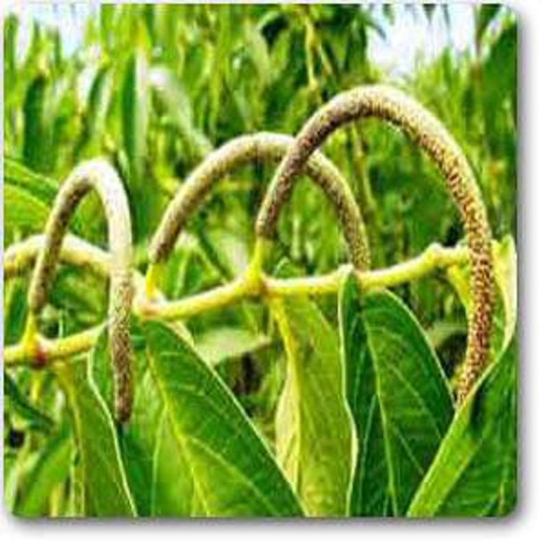 Pimenta-longa – Plant