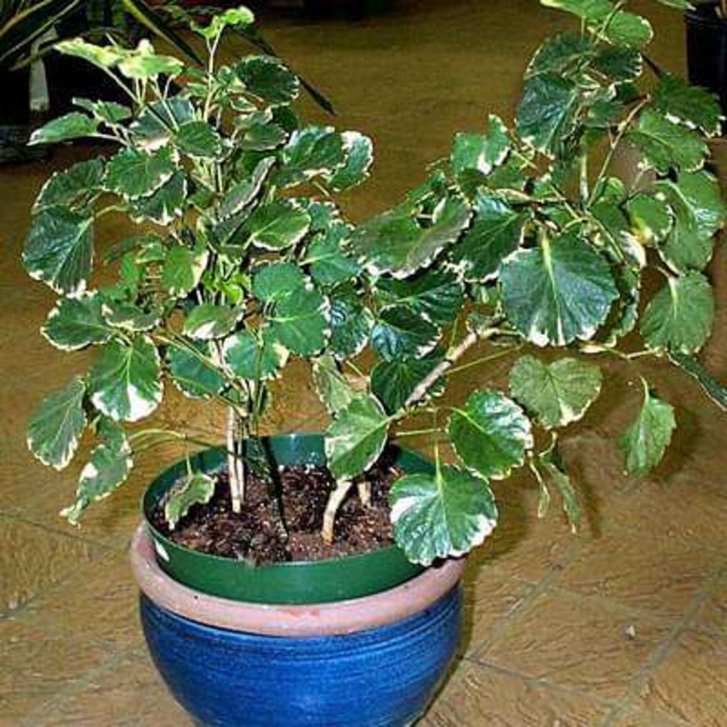 Polyscias balfouriana hicolor – Plant
