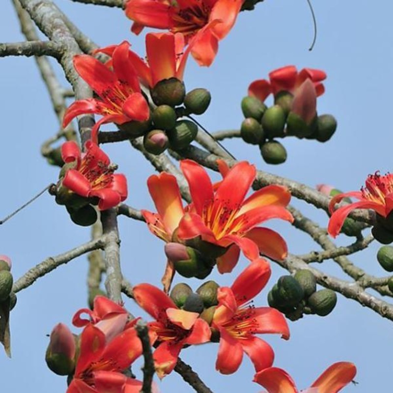 Red Silk Cotton Tree of Jyehstha Nakshatra, Scorpio or Vrishchik Rashi – Plant