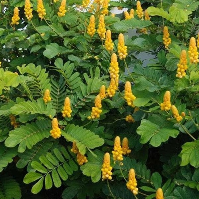 Ringworm Bush, Cassia alata – Plant