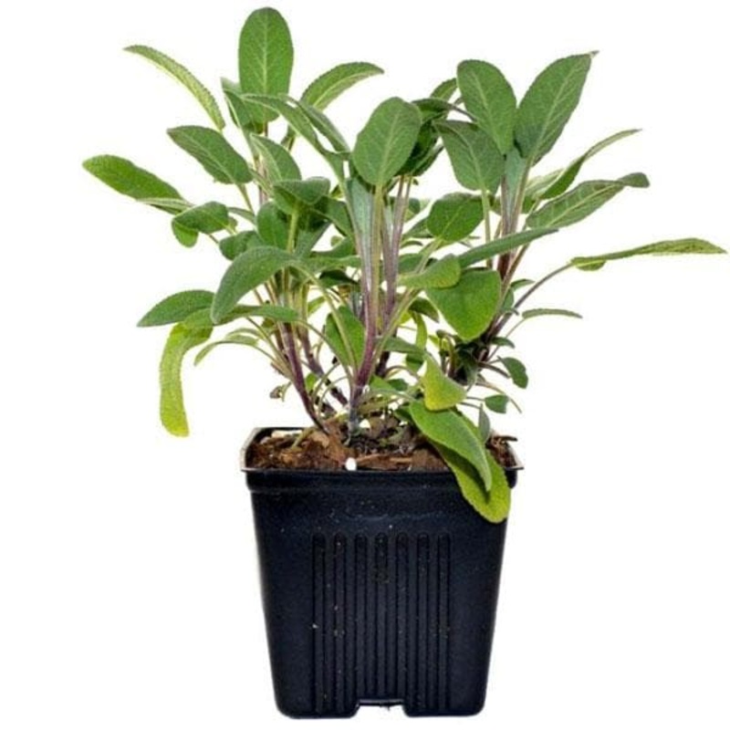 Sage, Sefakuss – Plant