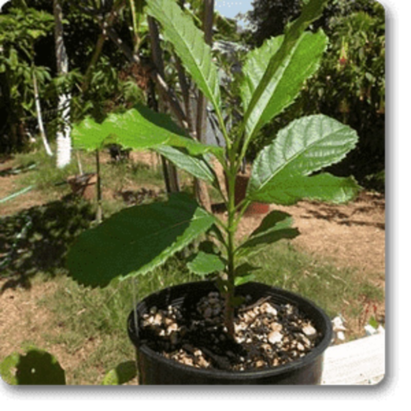 Sausage Tree, Kigelia – Plant