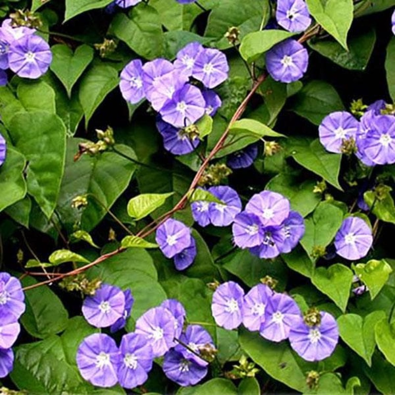 Skyblue Clustervine – Plant