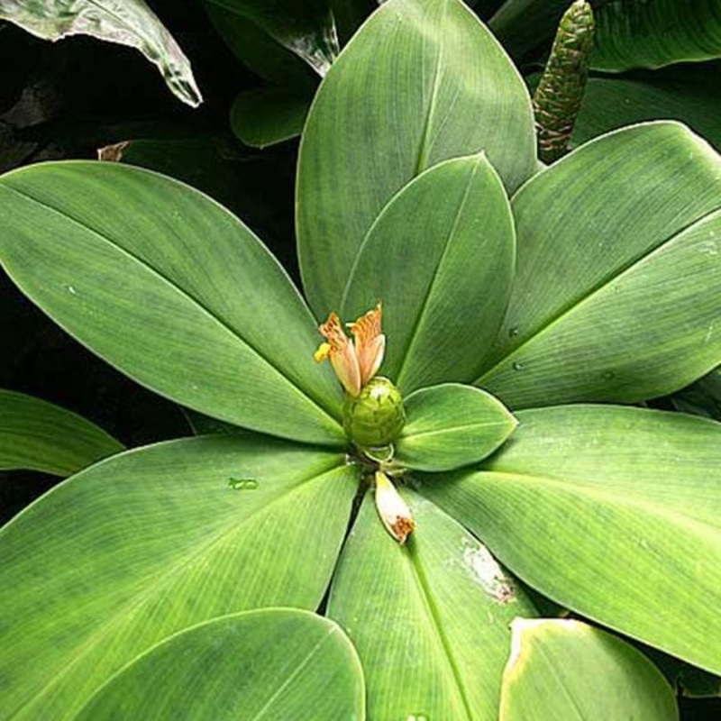 Spiral Ginger, Costus Malortieanus – Plant