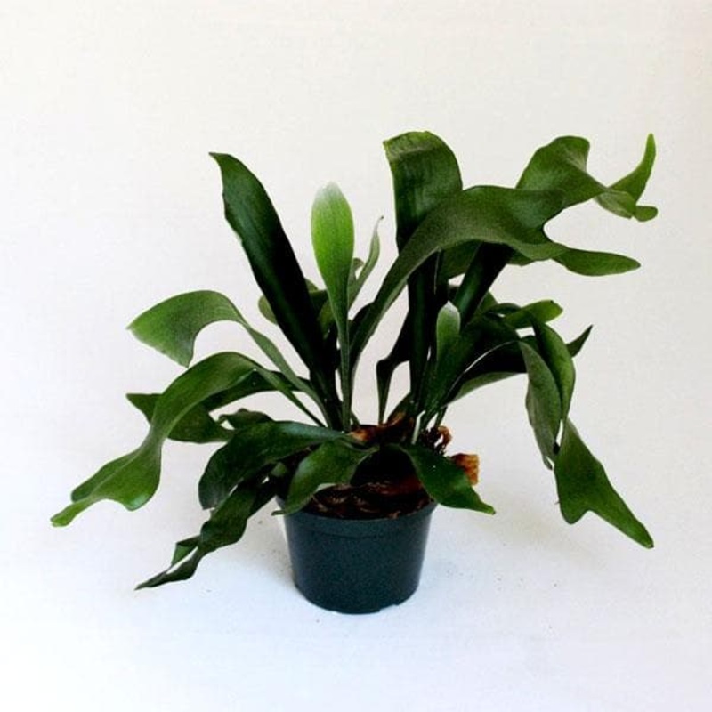 Staghorn Fern – Plant