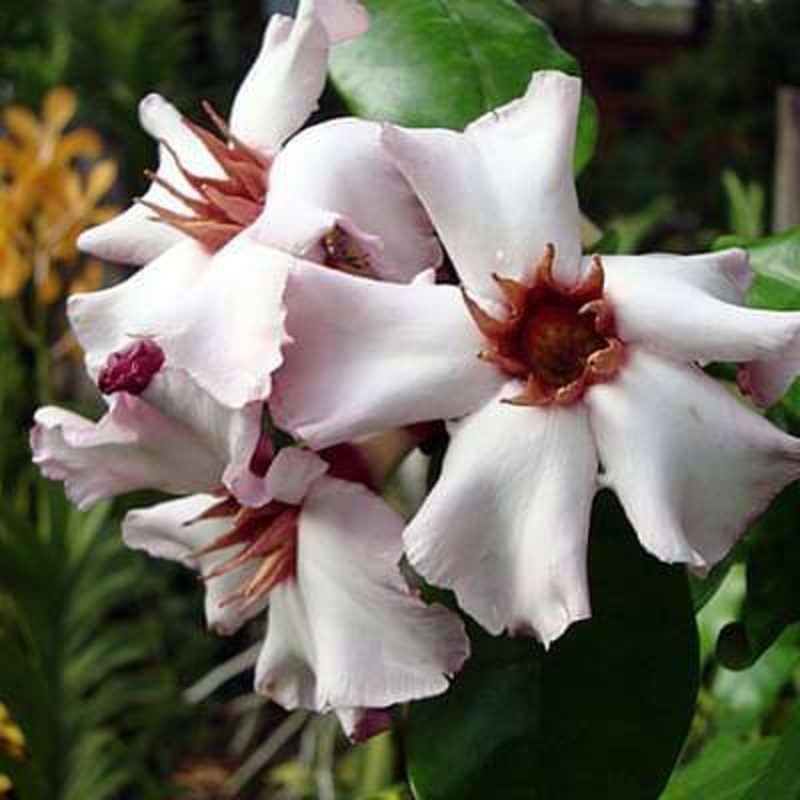 Strophanthus gratus – Plant