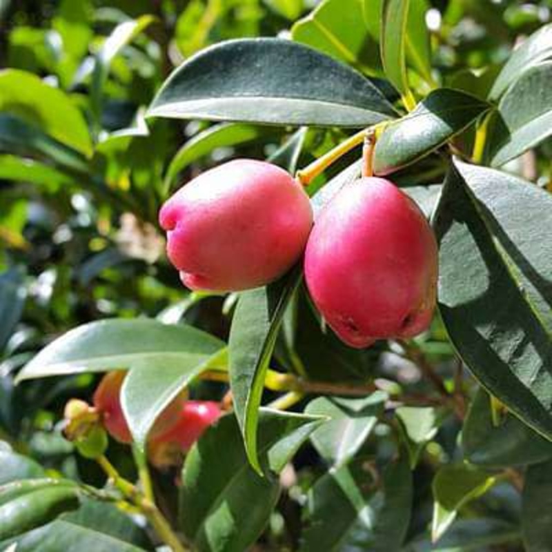 Syzygium australe – Plant