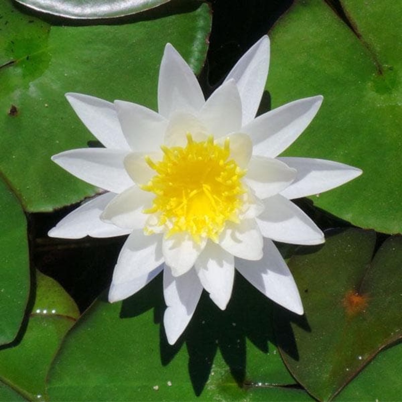 Water Lily ( White) – Plant
