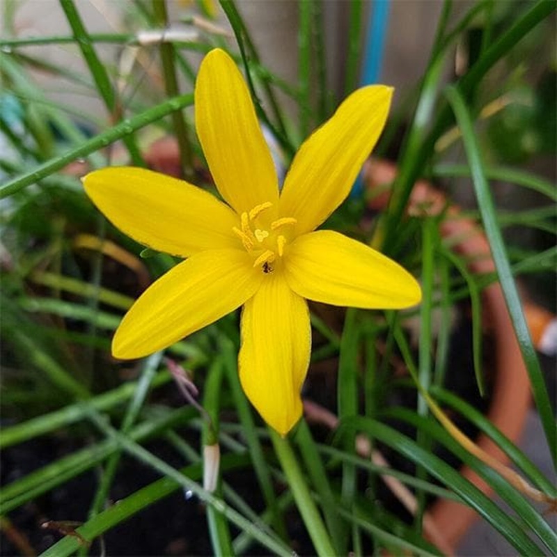 Zephyranthes Citrina (Yellow) – Plant